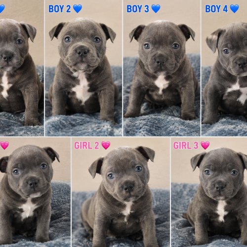 Blue Staffordshire Bull Terrier Puppies – 4 Boys & 3 Girls – Ready 17th September