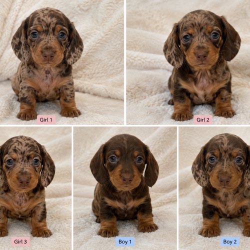 Chocolate dapple Dachshund puppies available in Ilford