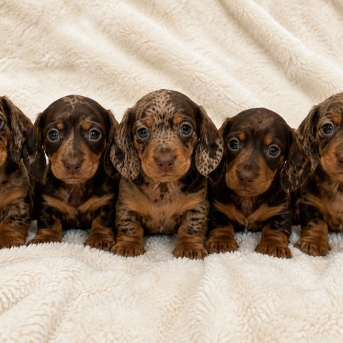 Chocolate dapple Dachshund puppy from a litter of five