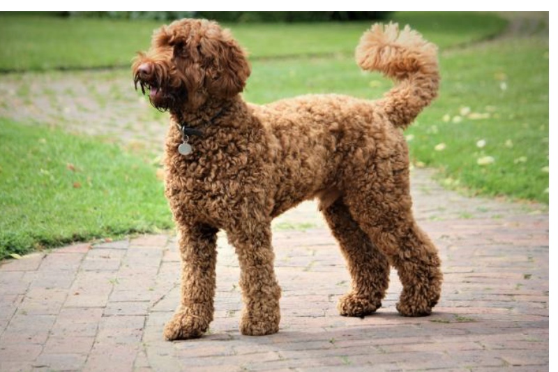 Labradoodle Puppies in Oxford