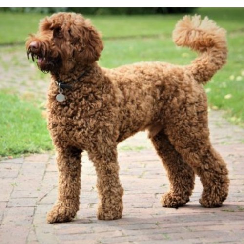 Labradoodle Puppies in Oxford