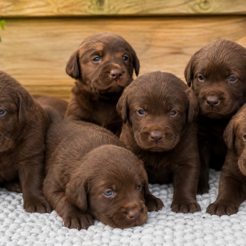 Chocolate Labrador puppies available for £1,500