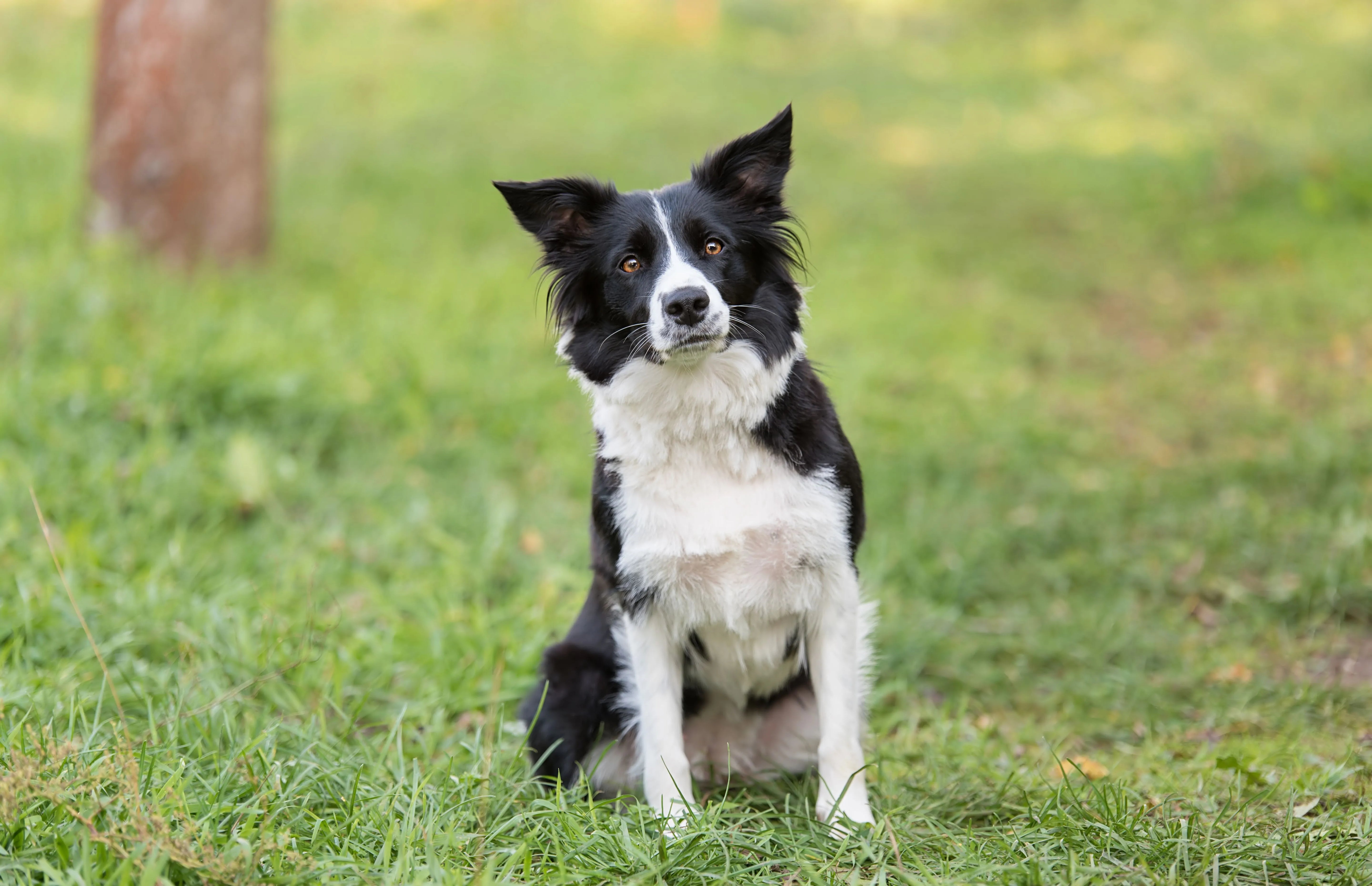 Border Collie puppies available in Barking and Dagenham, London