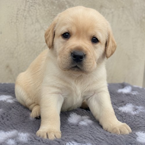 Yellow Labrador puppies available in Stepney, East London